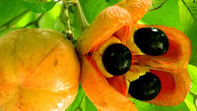 [Bintang] Ackee