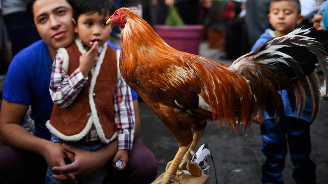 Seekor ayam dibawa untuk mengikuti pemberkatan di Gereja San Pablo Ermitano, Mexico City, Meksiko (22/1). Para pemilik hewan berbondong-bondong membawa hewan peliharaannya untuk diberkati dalam Hari Santo Anthony. (AFP Photo/Ronaldo Schemidt)