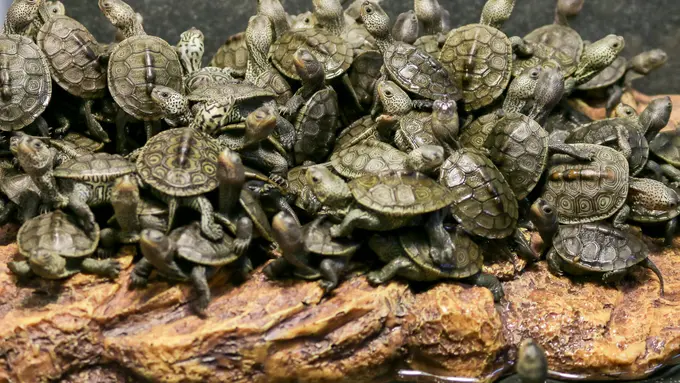 4 Aksi Penyelundupan Satwa yang Disimpan di Balik Celana