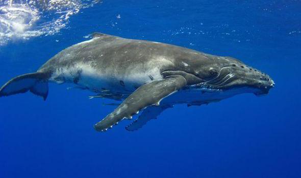 Apakah Anda yakin Anda benar-benar sendirian? (c) express.co.uk