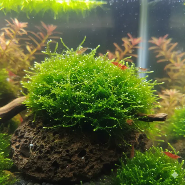 Java Moss