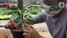 Petani merawat tanaman hias Monstera Adansonii Variegata atau Janda Bolong seharga Rp 150 juta di Sawangan, Depok, Senin (5/10/2020). Tingginya permintaan ekspor ke Singapura, Jerman, Kanada, Belanda, Belgia, Inggris, AS dan Korsel menyebabkan mahalnya harga Janda Bolong. (merdeka.com/Arie Basuki)