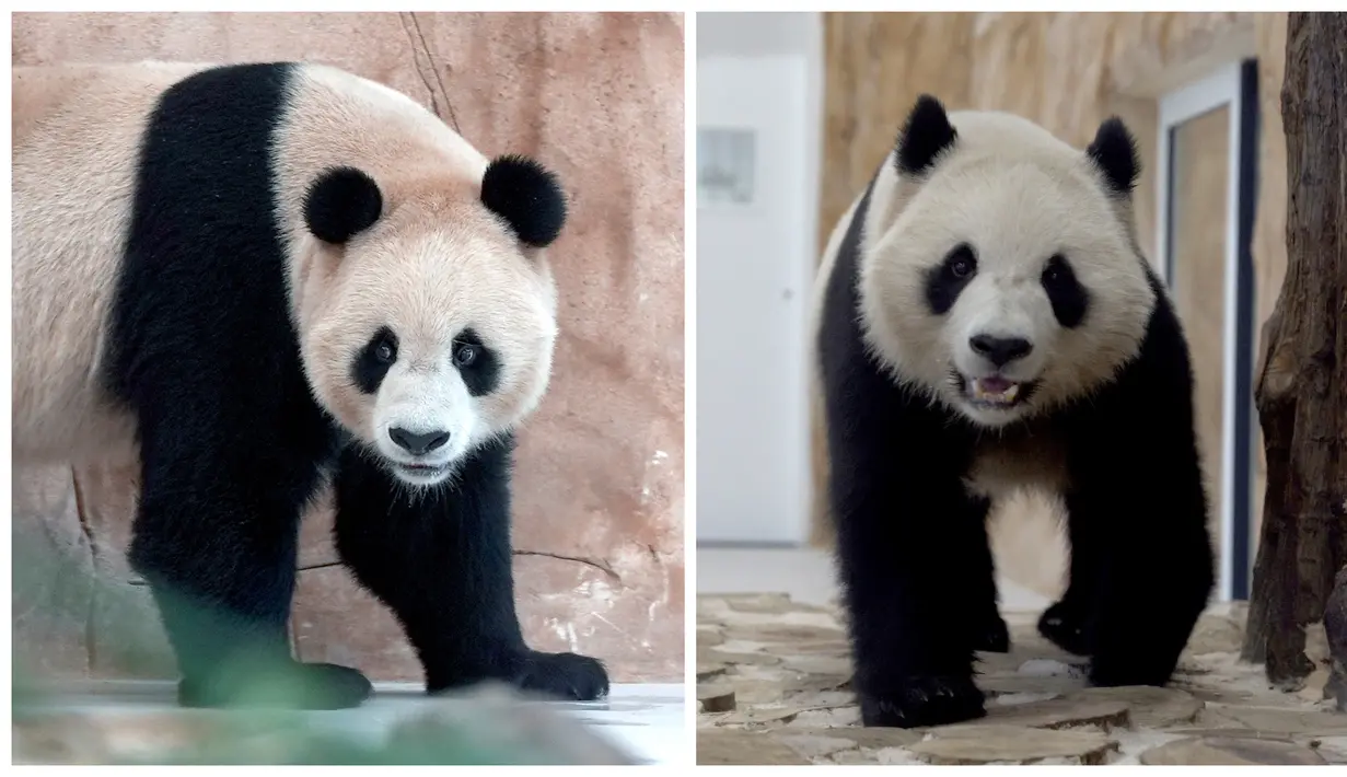 Pemerintah China mengirimkan sepasang panda raksasa, Suhail dan Thuraya ke Qatar pada Rabu (19/10/2022). (AP Photo, Lujain Jo)