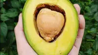 Cara Menurunkan Kolestrol dan Gula Darah Hanya dengan Mudah Berbekal Biji Alpukat