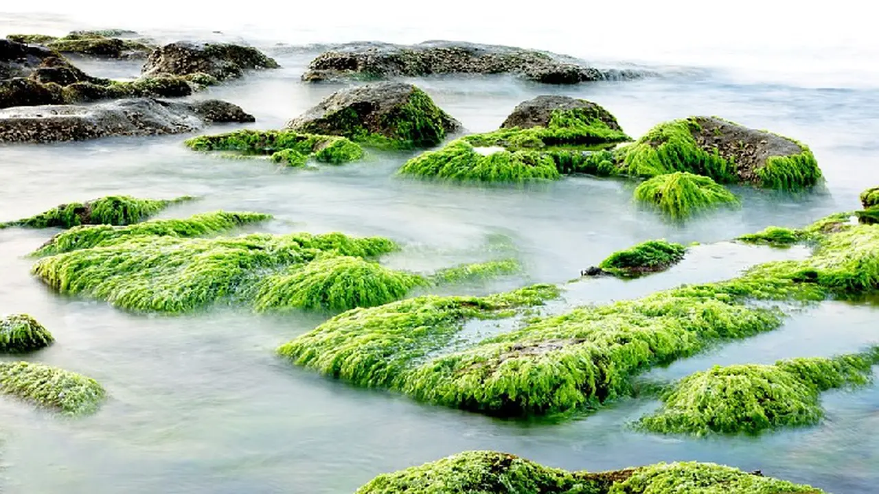 Rumput laut