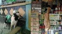 9 Aksi Kambing Bertingkah Layaknya Manusia Ini Nyeleneh Banget (sumber: Twitter/bebiben/txtdarigajelas)