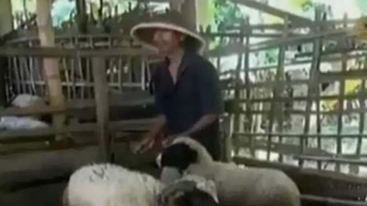 Kakek Penggembala Kambing 