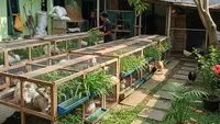 6 Usaha Ternak Hemat Pakan yang Cocok Saat Harga Pakan Mahal, Untung Maksimal