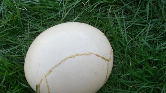 6 Potret Telur Ayam dengan Bentuk Unik, Ada yang Sebesar Kelereng
