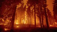Dalam foto eksposur panjang ini menunjukkan Caldor Fire membakar pepohonan di Mormon Emigrant Trail sebelah timur Sly Park, California, Amerika Serikat, Selasa (17/8/2021). Kebakaran hutan mengancam untuk menyebarkan ke beberapa wilayah di California utara. (AP Photo/Ethan Swope)
