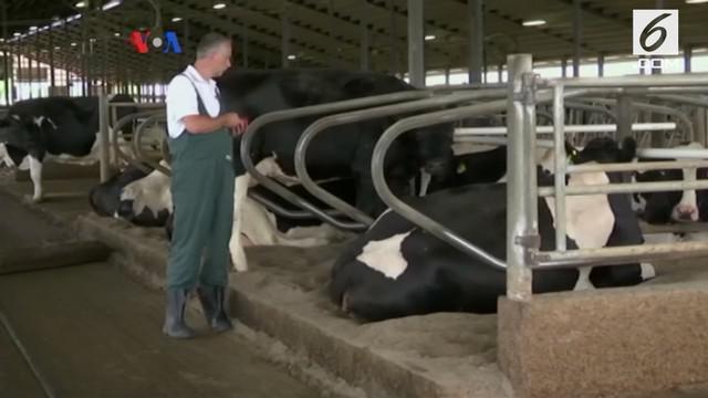 Teknik meningkatkan produksi susu sapi di Amerika Serikat. VOA