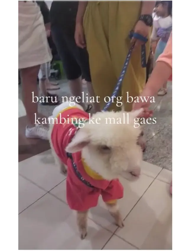 Viral Pengunjung Bawa Kambing Jalan-Jalan ke Mal, Langsung Jadi Tontonan