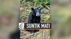 Polisi menyimpulkan bahwa sang beruang telah terbiasa dengan interaksi manusia, di mana hal itu dapat menimbulkan ancaman bagi keselamatan manusia. Alhasil, mereka pun membuat keputusan yang sulit untuk menyergap dan menyuntik mati sang beruang.