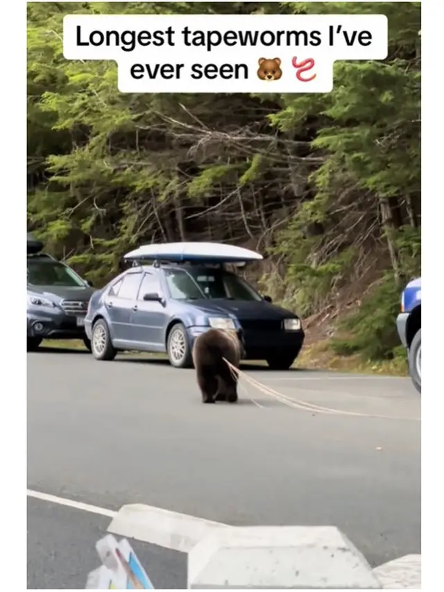Momen Beruang Menarik Cacing Pita Panjang dari Pantatnya Ini Viral, Bikin Merinding