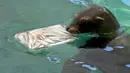 Seekor anjing laut makan dari es dengan ikan beku pada hari yang panas di Bioparco di Roma, Italia, Selasa (19/7/2022). Penjaga kebun binatang di Bioparco sering memberi hewan es balok dengan buah atau daging di dalamnya pada hari-hari musim panas. (AP Photo/Andrew Medichini)
