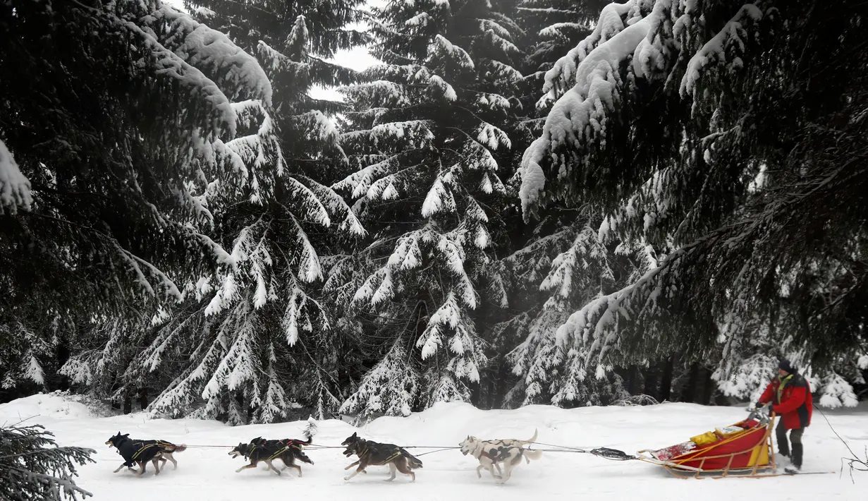 Seorang musher mengendarai kereta luncur anjing tradisional pada lomba Sedivackuv Long di dekat Desa Destne v Orlickych Horach, Republik Ceko, Kamis (23/1/2020). Sedivackuv Long edisi ke-24 tahun ini berlangsung selama lima hari. (AP Photo/Petr David Josek)