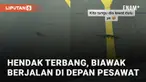 Seekor biawak berjalan di depan pesawat yang hendak terbang mengundang perhatian