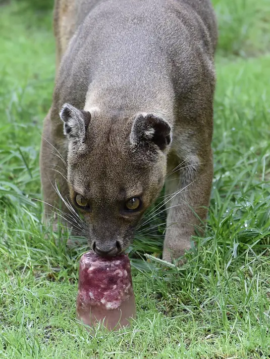 Seekor fossa dari Madagaskar menjilat daging yang telah dibekukan di kebun binatang Bioparc di Valencia, Italia (23/7). Pemberian makanan beku ini dikarenakan suhu panas yang melanda Italia. (AFP PHOTO / Jose Jordan)