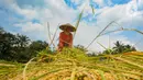 Petani merontokkan padi saat panen padi jenis Pandanwangi di Desa Sukamakmur, Bogor, Jawa Barat, Minggu (5/11/2023). (merdeka.com/Arie Basuki)