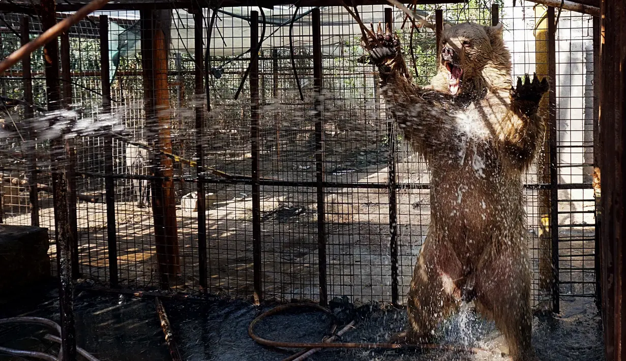 Beruang disemprotkan air saat cuaca panas melanda di Kebun Binatang pribadi di Basra, 340 mil (550 kilometer) tenggara Baghdad, Irak (30/7). Layanan cuaca Irak memperingatkan suhu meningkat hingga mencapai 51 derajat Celcius. (AP Photo/Nabil al-Jurani)
