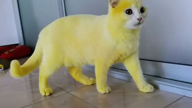 kucing kuning
