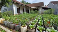 8 Rekomendasi Tanaman Sayur dan Buah yang Cocok Ditanam di Galon Bekas, Mudah Dirawat dan Panen Banyak