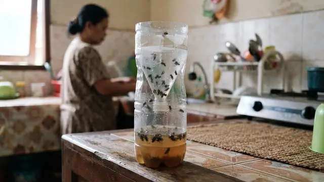 Cara Kerja Perangkap Botol Plastik dan Gula