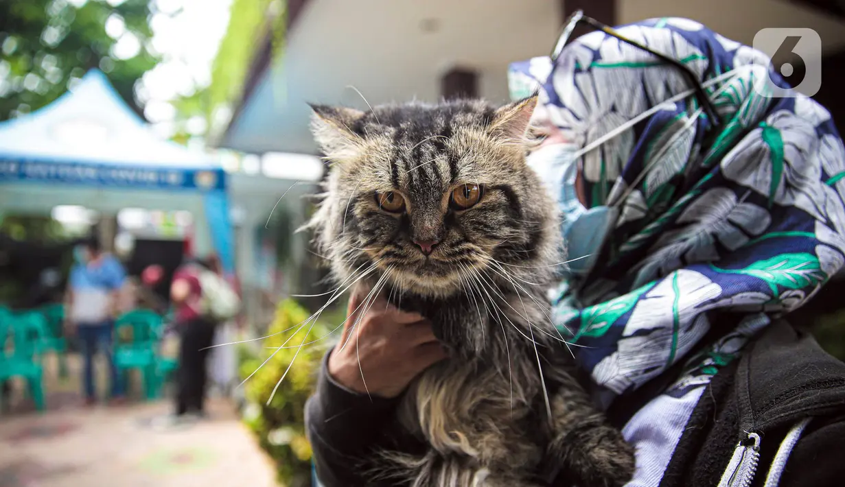 Warga membawa kucing untuk disuntik vaksin antirabies secara gratis di kawasan Tebet, Jakarta, Selasa (16/11/2021). Vaksinasi dilakukan untuk menghindari dan mengantisipasi penyebaran penyakit rabies kepada hewan peliharaan. (Liputan6.com/Faizal Fanani)