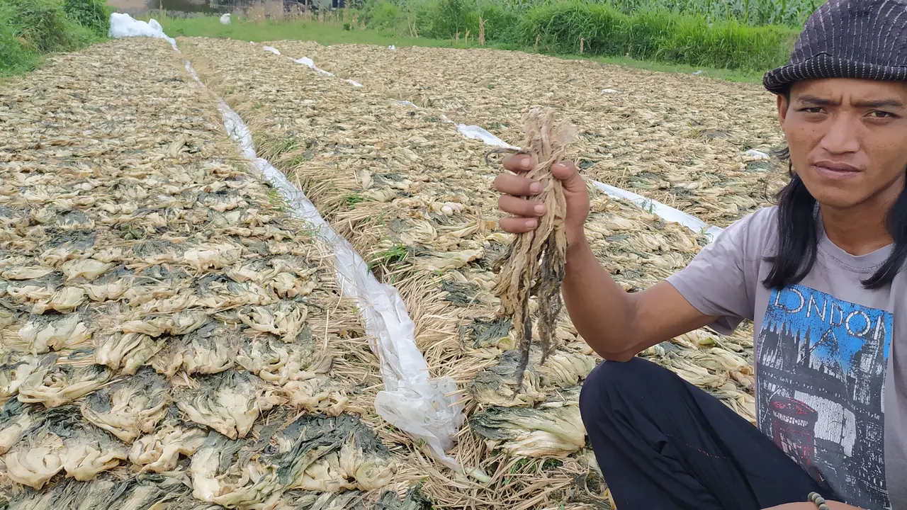 Kiki, petani sayuran sawi asal agrut, Jawa Barat, menunjukan asinan siwi kering siap dikirim untuk menemani perayaan imlek 2020 kali ini