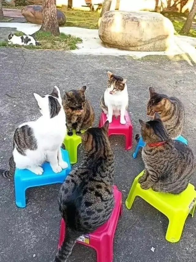 10 Potret Lucu Kucing Lagi Kumpul, Bak Bocah Nongkrong Bareng