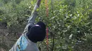 Penanaman dan pemeliharan pohon mangrove (Rhizophora mucronata) bertujuan untuk mendukung kelestarian lingkungan di daerah tersebut. (Liputan6.com/Herman Zakharia)
