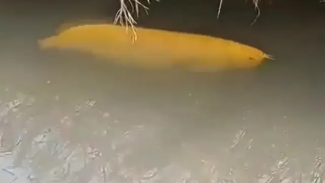 Viral Diduga Arwana Golden Senilai Rp 20 Juta Renang Bebas di Parit, Bikin Heboh