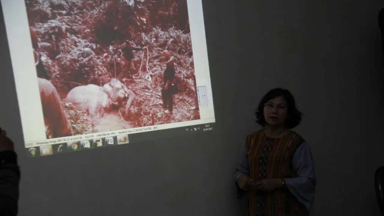 Gajah Betina Liar Mati di Areal Kebun Sawit