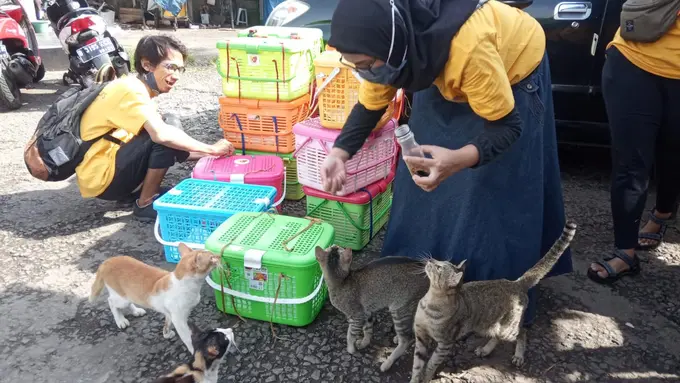 Let’s Adopt Indonesia Steril 100 Kucing Liar di Pasar Bekasi