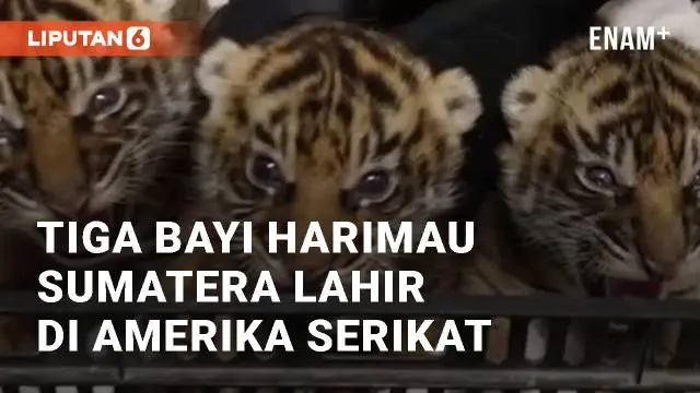 Beredar video menggemaskan 3 ekor bayi Harimau Aumatera yang baru lahir. Bayi harimau tersebut lahir di Kebun Binatang Nashville, Amerika Serikat