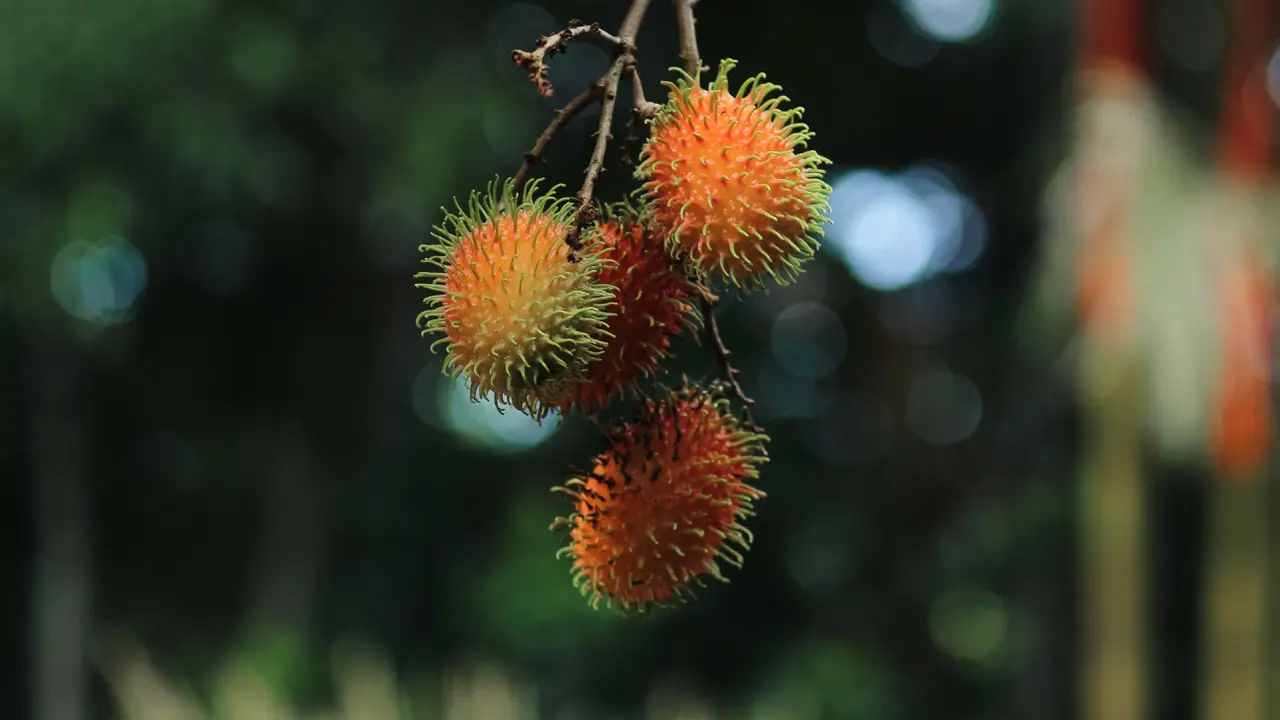 Ilustrasi Pohon Rambutan/Photo by Anil Jose Xavier on Unsplash
