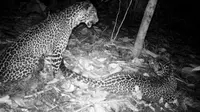 Macan tutul di Nusakambangan tertangkap kamera pengintai pada Oktober 2017. (Foto: Liputan6.com/BKSDA Jateng/Muhamad Ridlo)