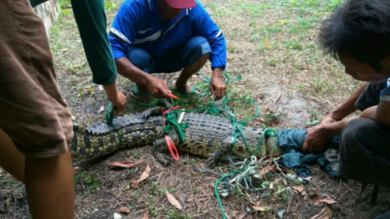 Warga Tangkap Buaya Peliharaan yang Lepas