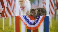 Dapatkah Para Pecinta Kucing Bantu Memenangkan Pilpres AS Kubu Kamala Harris-Walz?