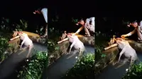 Tangkapan layar rekaman video warga temukan sapi yang mati usai dimangsa harimau di Pesisir Barat, Lampung. Foto : (Istimewa).