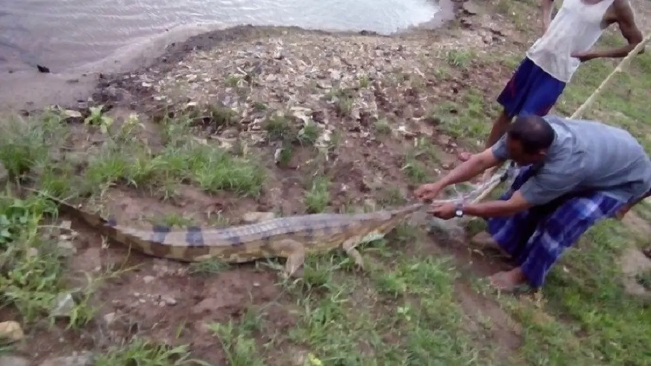 Buaya di kampung Zumi Zola