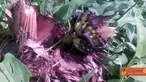 Citizen6, Sulawesi Selatan: Seorang warga Telaga, Kecamatan Enrekang, menemukan sebatang pohon pisang yang telah mati namun dapat menghasilkan buah pisang. (Pengirim: Rudy)