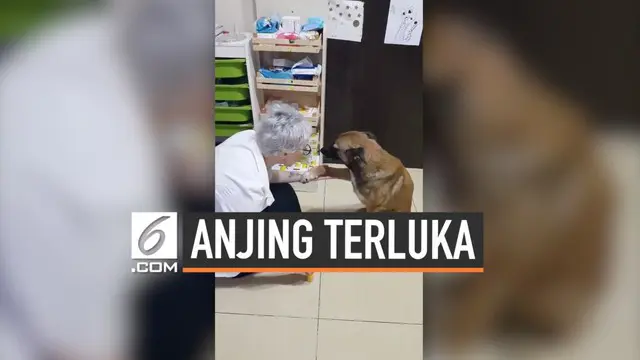 Seorang apoteker didatangi oleh seekor anjing yang terluka. Hewan tersebut meminta untuk diobati. Setelahnya, sang anjing seakan mengucapkan terima kasih.