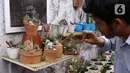 Pembudidaya tanaman hias merawat kaktus di Rumah Kaktus, Kota Tangerang, Banten, Jumat (2/4/2021). Tanaman hias di tempat ini dikirim hingga ke luar negeri untuk kebutuhan cendera mata dan hiasan rumah. (Liputan6.com/Angga Yuniar)