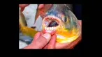 Pacu adalah ikan air tawar yang terdapat di daerah sungai Amazon dan dataran rendah Orinoco Amazona. (Daily Mail)