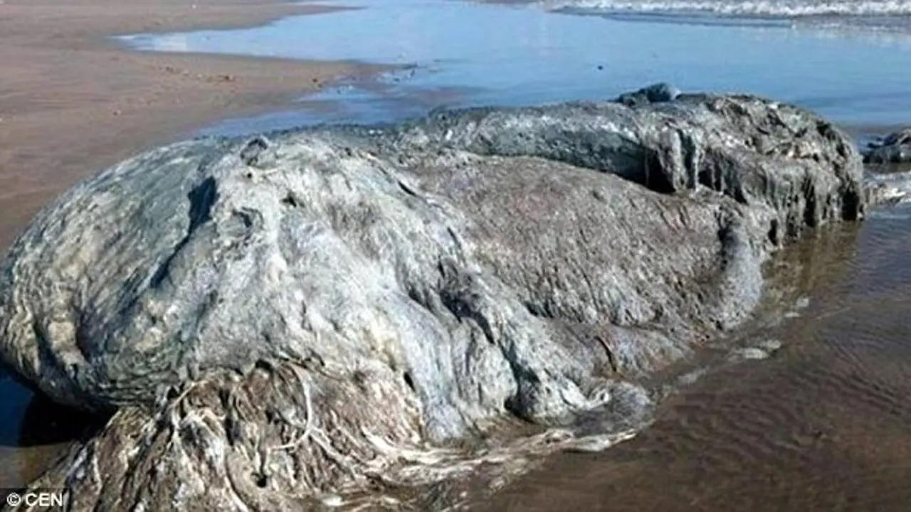 'Monster Laut'