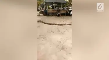 Seekor ular ditangkap dengan cara yang sadis oleh warga di Sulawesi.