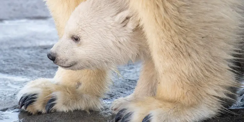 Kebun Binatang Austria Pamerkan Bayi Beruang Kutub
