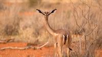 (Sumber: nationalgeographic.grid.id)