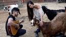 Relawan bermain gitar dekat kambing buta di Freedom Farm, Moshav Olesh, Israel, 7 Maret 2019. Freedom Farm melindungi hewan-hewan cacat di Israel. (REUTERS/Nir Elias)